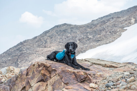 A flat-coated retriever lays on a rock while hiking.