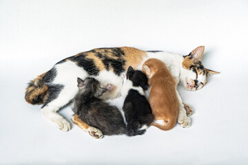 The three-colored mother cat breastfeeds her three kittens