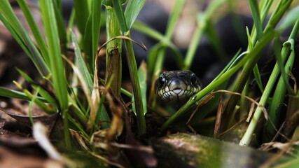 A black snake peeps out of the grass.