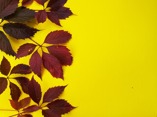 red leaves from trees on a yellow background. autumn background. leaf fall.