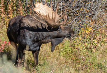 Shiras Moose Bull in Autumn in Wyoming