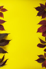 red leaves from trees on a yellow background. autumn background. leaf fall.