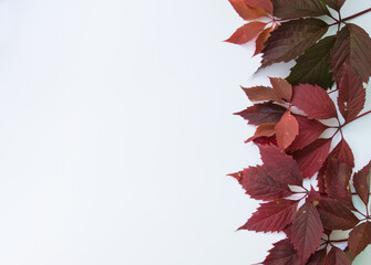 red leaves from trees on a white background. autumn background. leaf fall.
