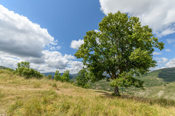 Lime tree at the top of a mountain in the Drome.