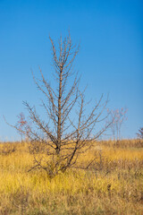 Fototapeta premium Autumn lonely prickly tree without leaves in an autumn October field.