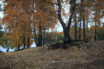 Autumn landscape with birches and fallen leaves