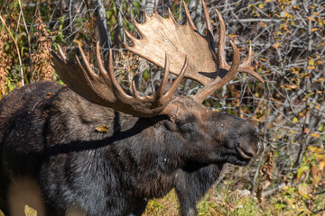 Shiras Moose Bull in Autumn in Wyoming