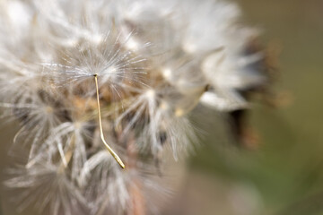 Macro shot of a white dandelion.