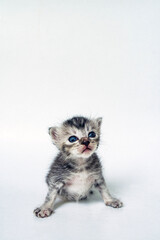 Cute Striped Kitten in White Background
