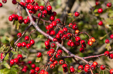 a branch with Crataegus monogyna fruits

