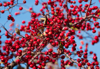 a branch with Crataegus monogyna fruits


