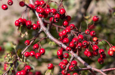 a branch with Crataegus monogyna fruits


