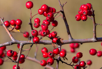 a branch with Crataegus monogyna fruits

