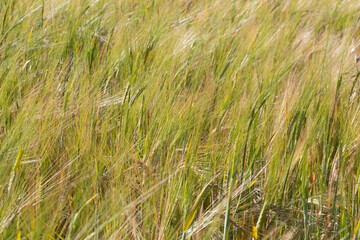 Field of barley in Brittany