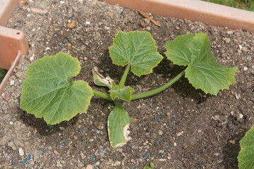 zucchini plant in a garden