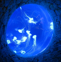 Jellyfish