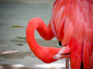 flamingo in the water