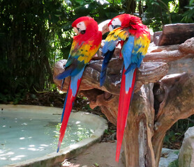 red and yellow macaw