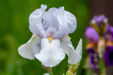 Close-up of a soft purple dew-covered iris on a blurred background