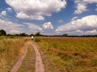 Rear view of the cyclist on the road in the field. Summer landscape, sports