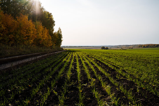 Winter fields in autumn on which seedlings grow in even rows. The sprouts are illuminated by the bright sun, the village landscape, the road next to the field.
