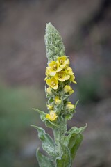 The flowers on the Mullein plant.