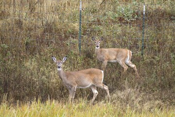 Two white tailed deer stare at the camera.