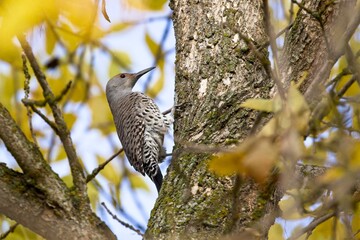 Pretty northern flicker up in a tree.