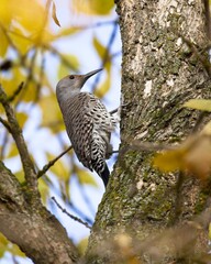 Northern flicker perched in tree in autumn.