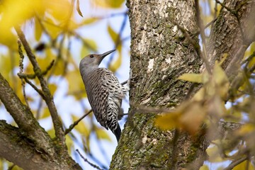 Northern Flicker up in a tree.