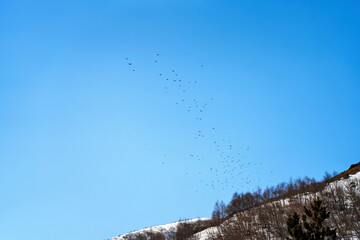 A flock of birds flies up on the winter forest against the backdrop of a clear sky