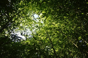 Upward view of dense green foliage of bamboo forest of Phyllostachys genus, early autumn daylight sun, clear skies above.