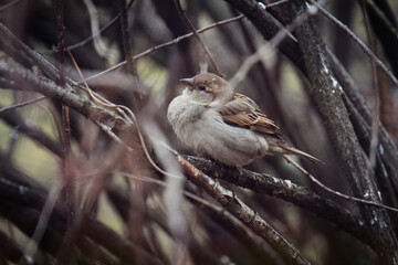 a sparrow sits on a branch in cold autumn
