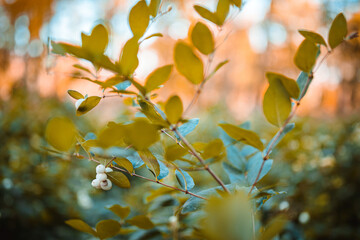 Autumn leaves on the tree