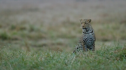 leopard contemplating at dusk