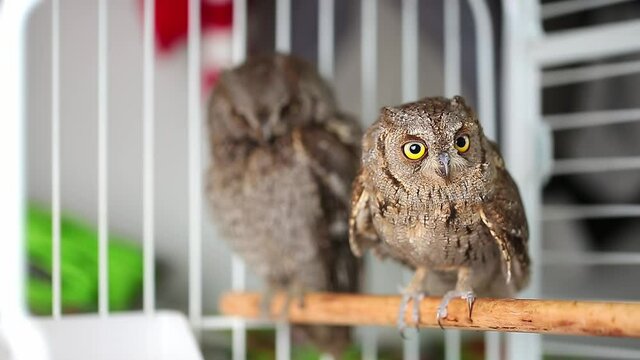 An owl, tamed at home, sits in a cage, scratches its beak and looks around. Feeding domestic owls. Owlet.