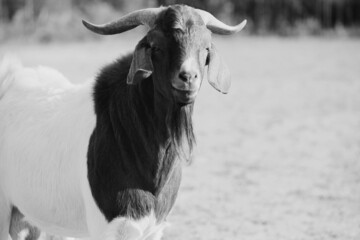 Confident boer goat portrait in black and white with copy space on background.