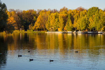 Beautiful autumn landscape - trees with golden lush foliage on the shore of a pond with reflections and floating ducks on a sunny clear day and a space for copying in Izmailovsky Park in Moscow