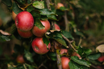 There is an apple tree growing in the home garden. The branches are covered with apple fruits.