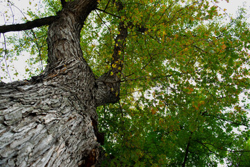 Fototapeta premium Maple Tree Limbs