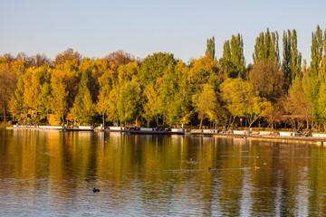 Beautiful autumn landscape - trees with golden lush foliage on the shore of a pond with reflections and floating ducks on a sunny clear day and a space for copying in Izmailovsky Park in Moscow