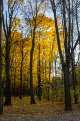 Dark graphic tree trunks against a background of bright yellow foliage on an autumn day in the park and a space for copying
