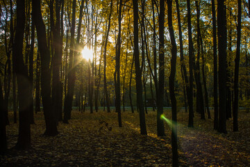The rays of the sun at sunset shine through the autumn foliage of trees in a natural park on a beautiful evening in Moscow