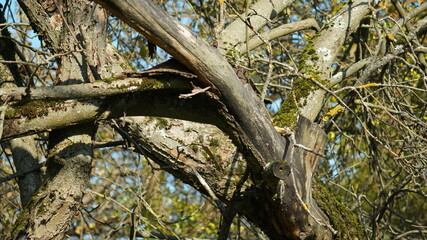 tree in the woods