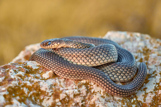 Caspian whipsnake (Dolichophis caspius) in natural habitat
