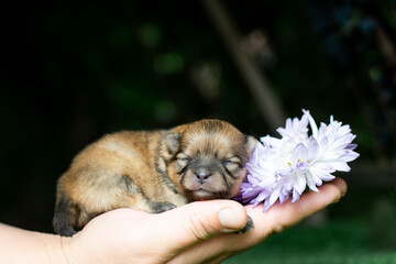  spitz puppy with flower