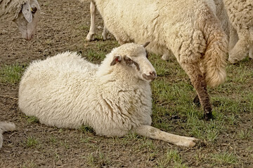 Fototapeta premium Flock of sheep sitting on the ground in Poller Wiesen park in Cologne, Germany. selective focus 