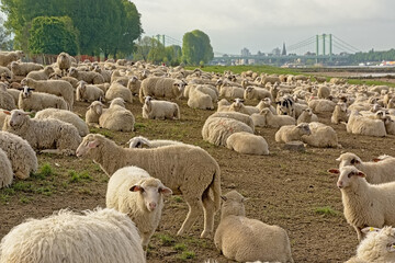  Flock of sheep sitting on the ground in a park in Cologne
Download preview
Flock of sheep sitting on the ground in Poller Wiesen city park in Cologne, Germany. selective focus
