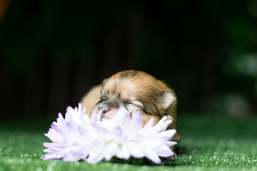 pomeranian spitz puppy with flower