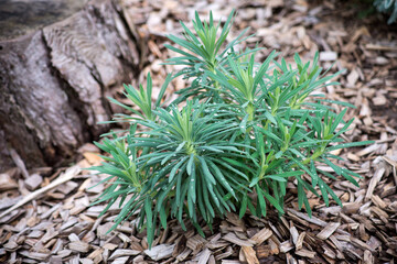Closeup of euphorbia characia in a public garden